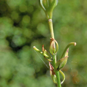 Photographie n°2816017 du taxon Lilium martagon L. [1753]