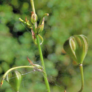 Photographie n°2816018 du taxon Lilium martagon L. [1753]