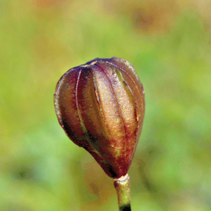 Photographie n°2816019 du taxon Lilium martagon L. [1753]