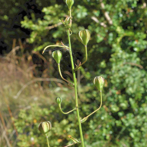 Photographie n°2816021 du taxon Lilium martagon L. [1753]