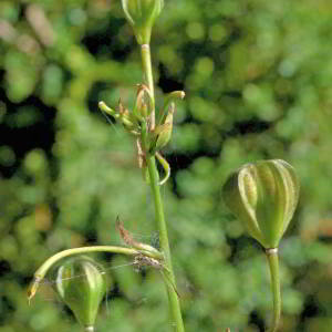 Photographie n°2816022 du taxon Lilium martagon L. [1753]