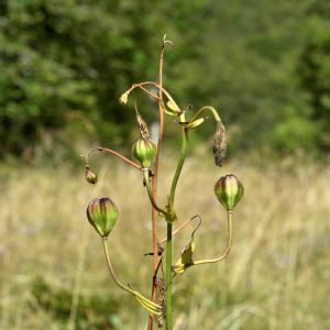 Photographie n°2816023 du taxon Lilium martagon L. [1753]