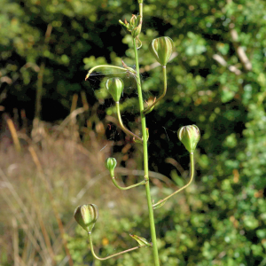 Photographie n°2816024 du taxon Lilium martagon L. [1753]