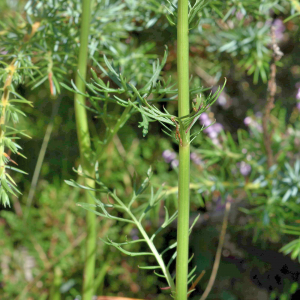 Photographie n°2816033 du taxon Jacobaea adonidifolia (Loisel.) Mérat [1812]