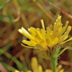 Photographie n°2816037 du taxon Crepis pyrenaica (L.) Greuter [1970]