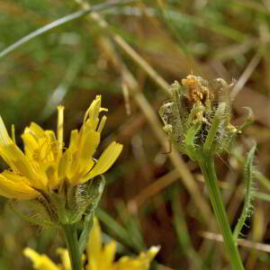 Photographie n°2816039 du taxon Crepis pyrenaica (L.) Greuter [1970]