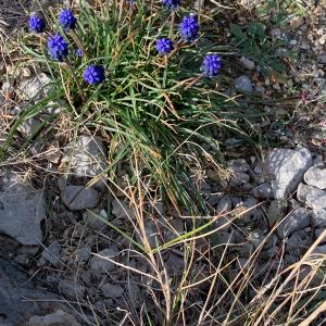 Photographie n°2816042 du taxon Muscari neglectum Guss. ex Ten. [1842]