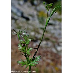 Ptychotis saxifraga (L.) Loret & Barrandon var. saxifraga (Ptychotis à feuilles de saxifrage)