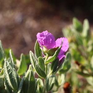 Photographie n°2817088 du taxon Cistus albidus L. [1753]