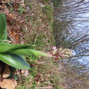 Photographie n°2818550 du taxon Himantoglossum robertianum (Loisel.) P.Delforge