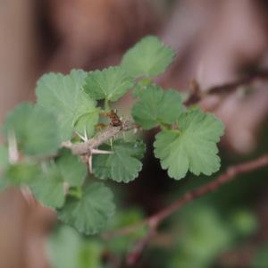 Photographie n°2818556 du taxon Ribes uva-crispa L. [1753]