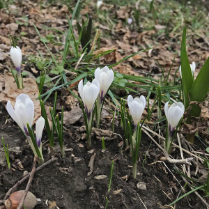 Photographie n°2819021 du taxon Crocus vernus (L.) Hill