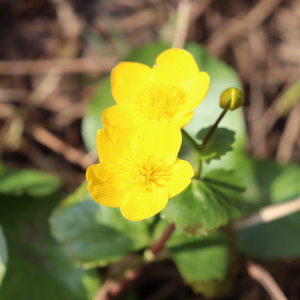 Photographie n°2819029 du taxon Caltha palustris L. [1753]