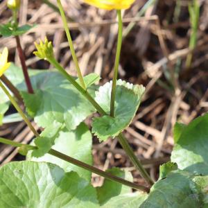 Photographie n°2819030 du taxon Caltha palustris L. [1753]