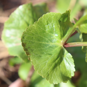 Photographie n°2819031 du taxon Caltha palustris L. [1753]