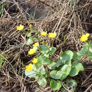 Photographie n°2819032 du taxon Caltha palustris L. [1753]