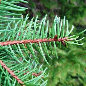 Photographie n°2820067 du taxon Picea abies (L.) H.Karst. [1881]