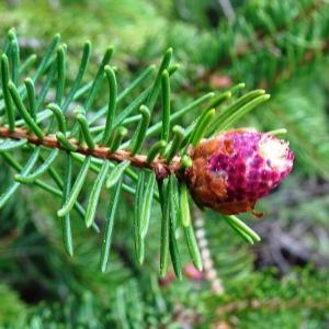 Photographie n°2820077 du taxon Picea abies (L.) H.Karst. [1881]