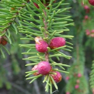 Photographie n°2820085 du taxon Picea abies (L.) H.Karst. [1881]