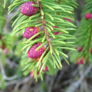 Photographie n°2820086 du taxon Picea abies (L.) H.Karst. [1881]