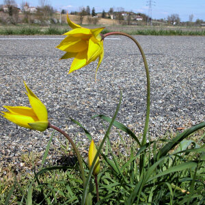 Photographie n°2820368 du taxon Tulipa sylvestris L. subsp. sylvestris