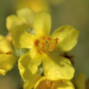 Photographie n°2820374 du taxon Verbascum lychnitis L. [1753]