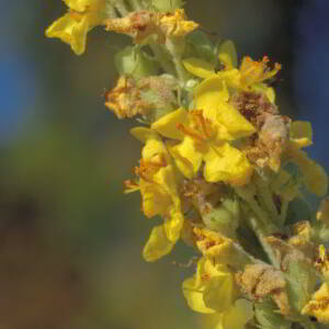 Photographie n°2820377 du taxon Verbascum lychnitis L. [1753]