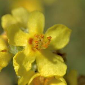 Photographie n°2820380 du taxon Verbascum lychnitis L. [1753]