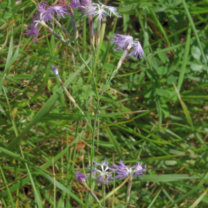 Photographie n°2820381 du taxon Dianthus superbus L. [1755]