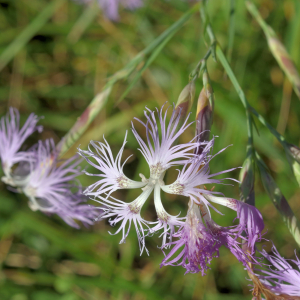 Photographie n°2820384 du taxon Dianthus superbus L. [1755]