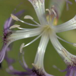 Photographie n°2820386 du taxon Dianthus superbus L. [1755]