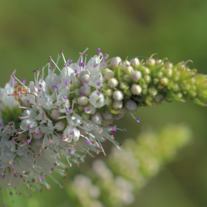 Photographie n°2820394 du taxon Mentha suaveolens Ehrh. [1792]