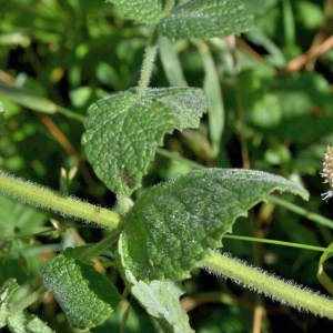 Photographie n°2820398 du taxon Mentha suaveolens Ehrh. [1792]