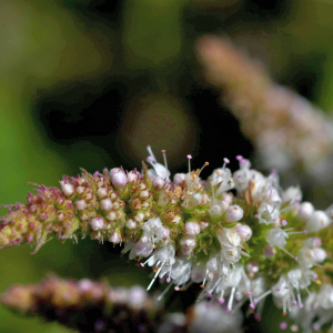 Photographie n°2820399 du taxon Mentha suaveolens Ehrh. [1792]