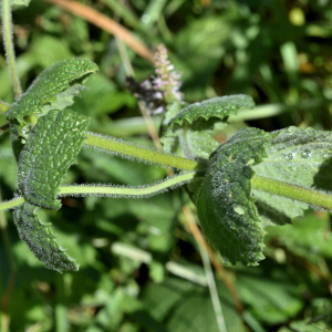 Photographie n°2820400 du taxon Mentha suaveolens Ehrh. [1792]