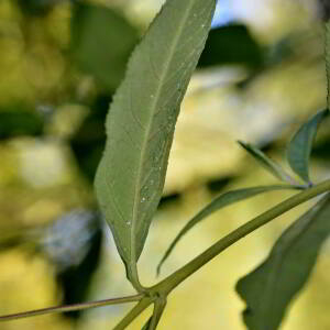 Photographie n°2820406 du taxon Buddleja davidii Franch. [1887]