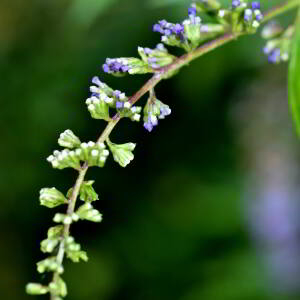 Photographie n°2820410 du taxon Buddleja davidii Franch. [1887]