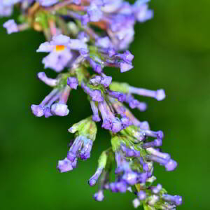 Photographie n°2820412 du taxon Buddleja davidii Franch. [1887]