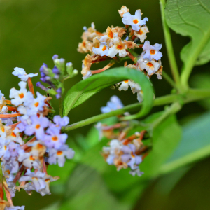 Photographie n°2820413 du taxon Buddleja davidii Franch. [1887]