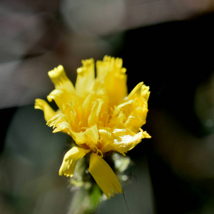 Photographie n°2820470 du taxon Picris hieracioides L. [1753]