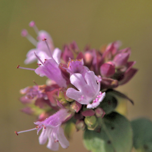 Photographie n°2820483 du taxon Origanum vulgare L. [1753]