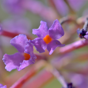 Photographie n°2820510 du taxon Buddleja davidii Franch. [1887]