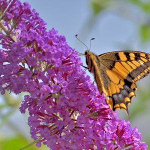 Photographie n°2820512 du taxon Buddleja davidii Franch. [1887]