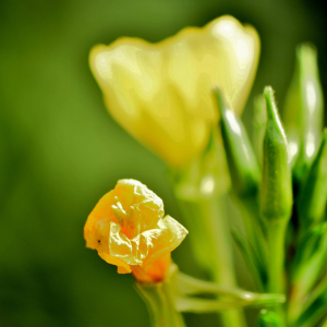 Photographie n°2820540 du taxon Oenothera biennis L. [1753]