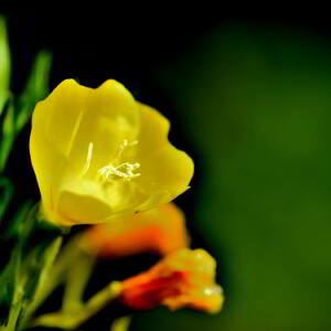 Photographie n°2820541 du taxon Oenothera biennis L. [1753]