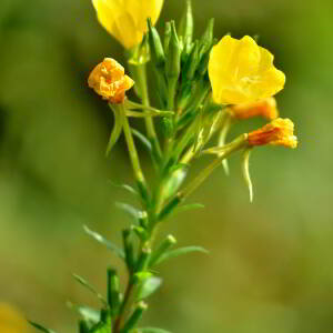 Photographie n°2820542 du taxon Oenothera biennis L. [1753]