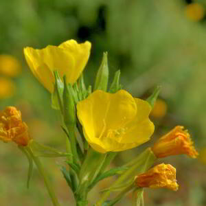 Photographie n°2820544 du taxon Oenothera biennis L. [1753]