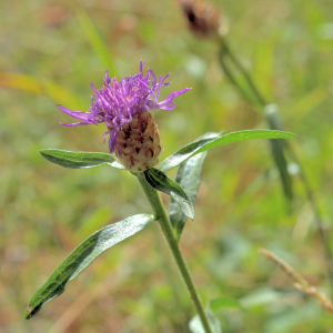 Photographie n°2820556 du taxon Centaurea decipiens Thuill. [1799]