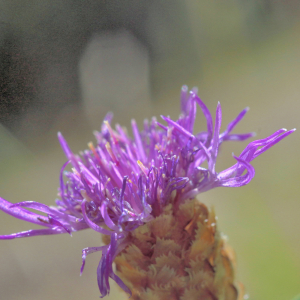 Photographie n°2820557 du taxon Centaurea decipiens Thuill. [1799]