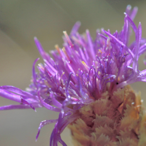 Photographie n°2820559 du taxon Centaurea decipiens Thuill. [1799]